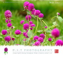 Globe Amaranth
